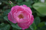 Corvedale rose photo