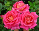 Miss Behavin'™ rose photo