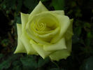 Jade rose photo