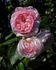 Lordly Oberon rose photo