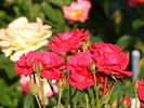 Stromboli rose photo