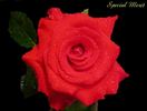 Special Merit rose photo