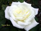 Fountain Square rose photo