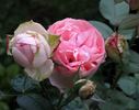 Pierre Bonnard ® rose photo