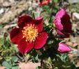 Doorenbos Selection rose photo