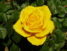 Golden Gate ® rose photo