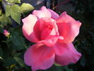 Bel Ange rose photo