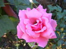 Bel Ange rose photo