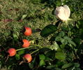 Silver Dawn rose photo