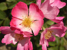 Düsterlohe rose photo