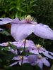 Kathleen Wheeler clematis photo