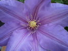 Kathleen Wheeler clematis photo
