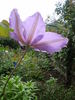 Kathleen Wheeler clematis photo