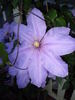 Kathleen Wheeler clematis photo