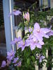 Kathleen Wheeler clematis photo