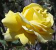 Roberta Bondar rose photo
