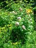 Everblooming Moss rose photo
