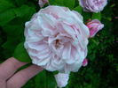 Everblooming Moss rose photo