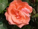 Baronne de Nervo rose photo