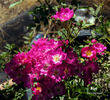 Bijou rose photo