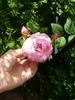 The Reeve ® rose photo
