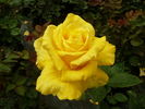 Holtermann's Gold rose photo