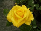 Holtermann's Gold rose photo