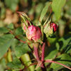 Silver Queen rose photo