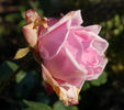 Edgar M. Burnett rose photo