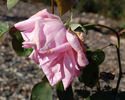 Otto von Bismarck rose photo