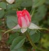 Heartbreaker rose photo