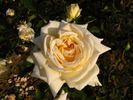 Blumenschmidt's Elfenkönigin rose photo