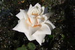 Circe rose photo