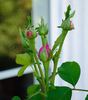Schön Ingeborg rose photo