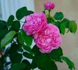 Schön Ingeborg rose photo