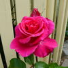 Smooth Prince rose photo