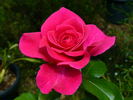 Smooth Prince rose photo