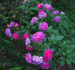 Sweet Pea rose photo