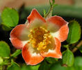 Micro sport rose photo