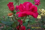 Cathrine Kordes rose photo
