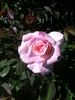Brindabella Pink Bouquet rose photo