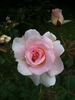Brindabella Pink Bouquet rose photo