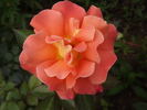 Metanoia rose photo