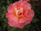 Metanoia rose photo