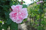 Rose d'Hivers rose photo