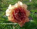 Copper Kettle peony photo