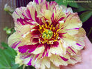 Lollipop peony photo