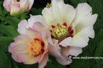 Pastel Splendor peony photo