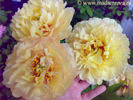 Canary Brilliants peony photo