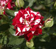 Flash Night® rose photo
